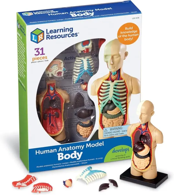 Anatomy Model